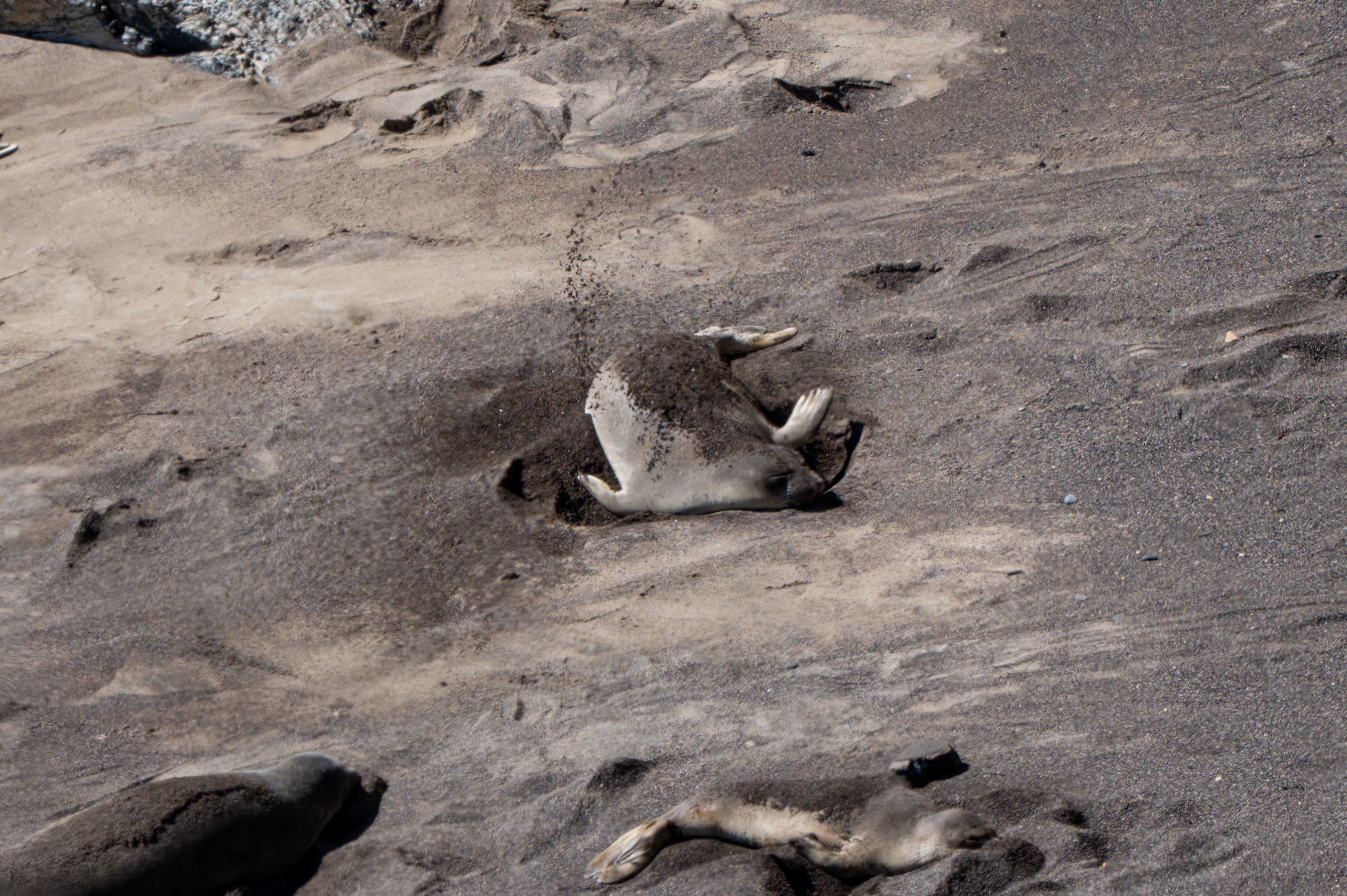 A seal flips sand onto its back on a beach.