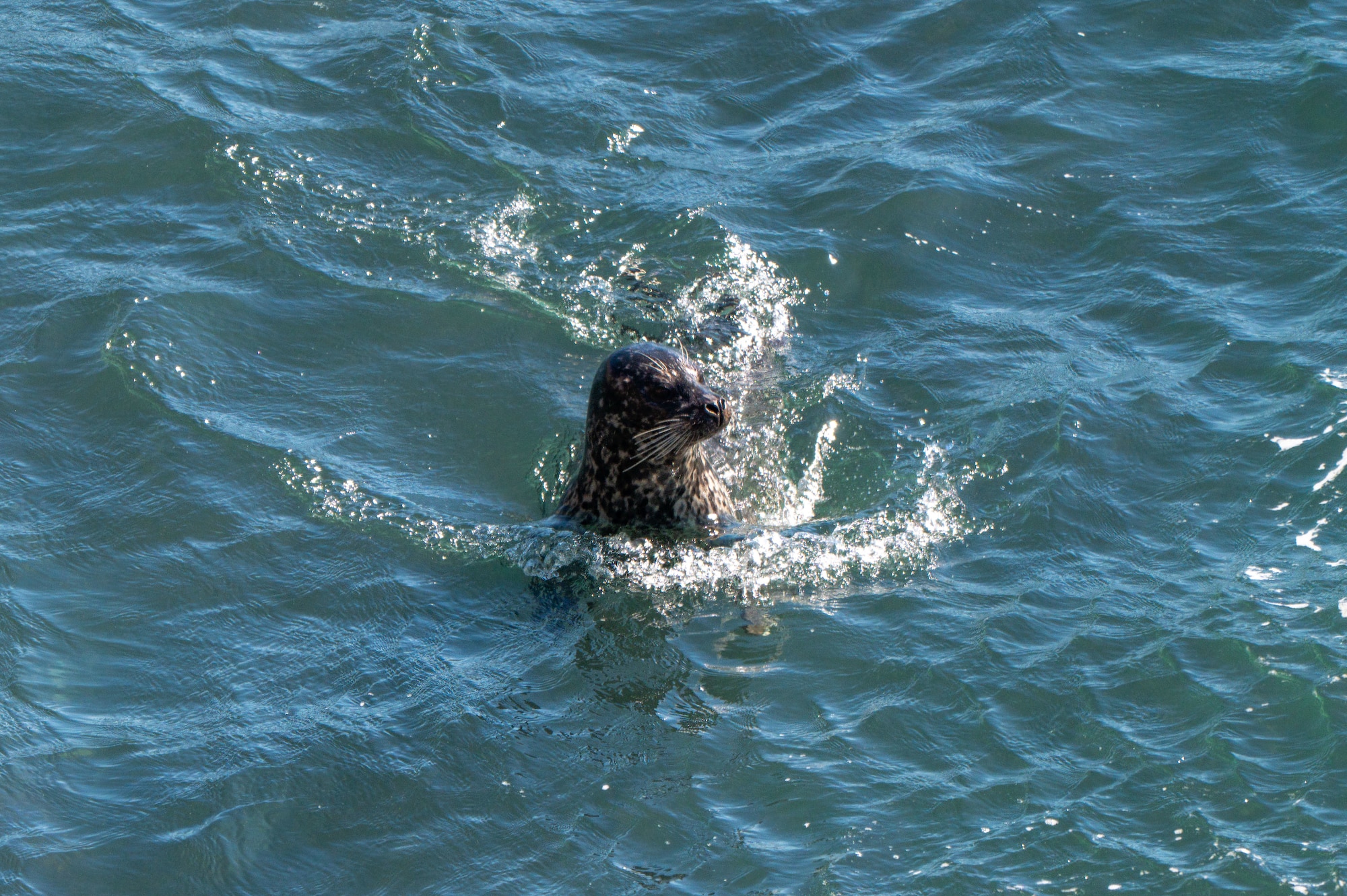 A seal swims in the water.