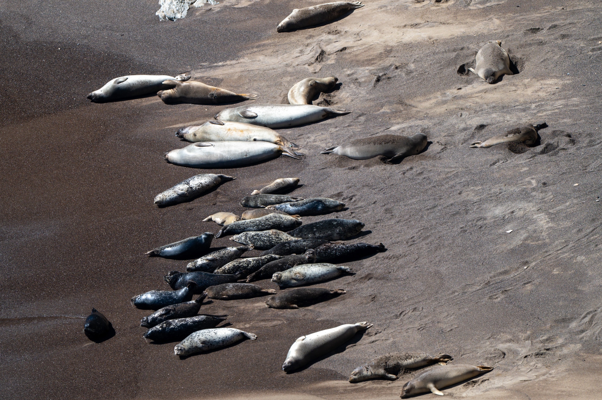 Many seals and sea lions lay on a beach.