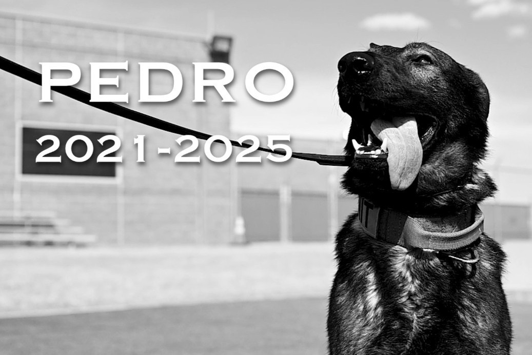 Pedro: A Legacy of Loyalty, Lethality, and Lasting Impact