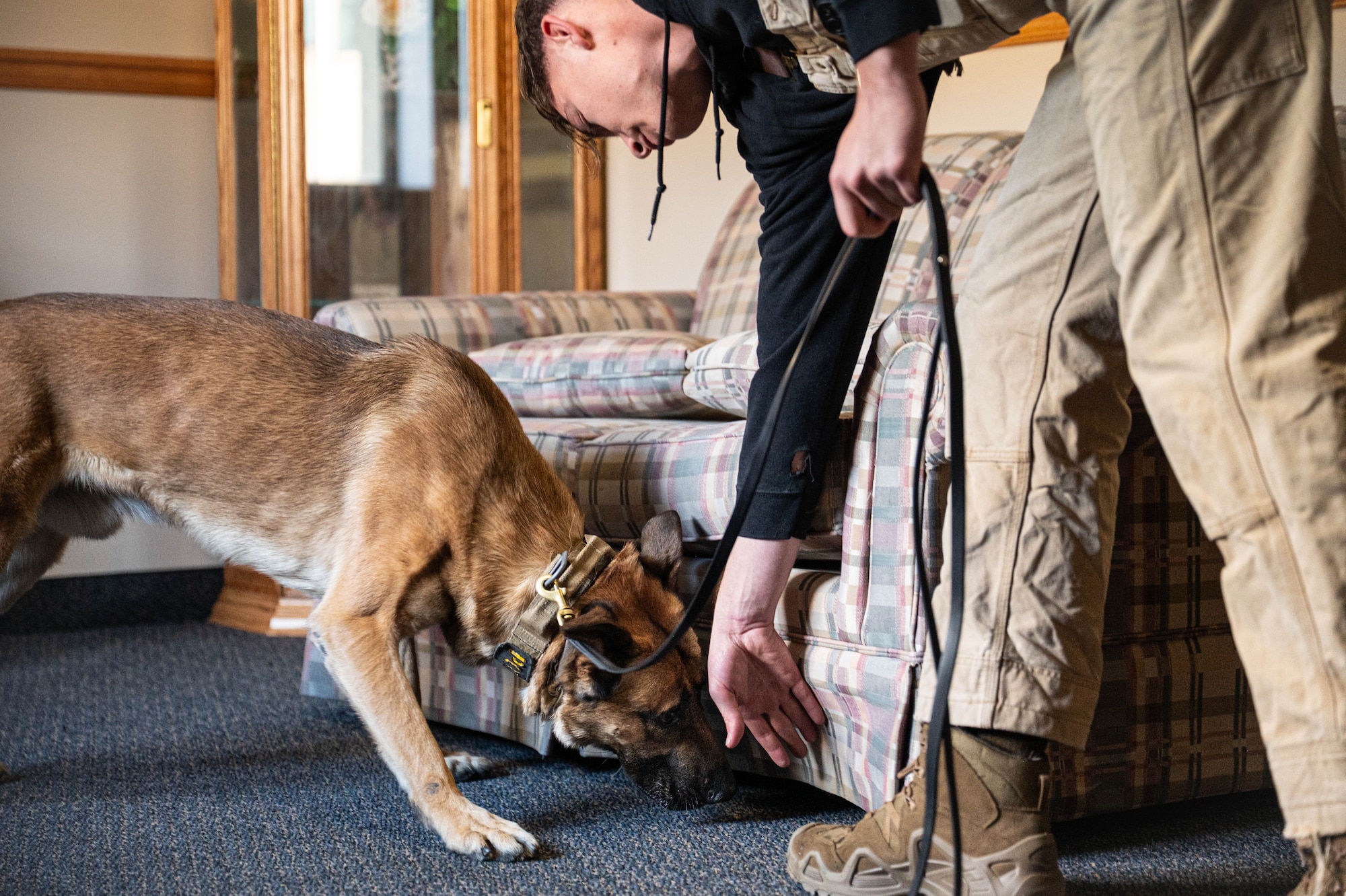 A man in coveralls points his dog to sniff under a couch.