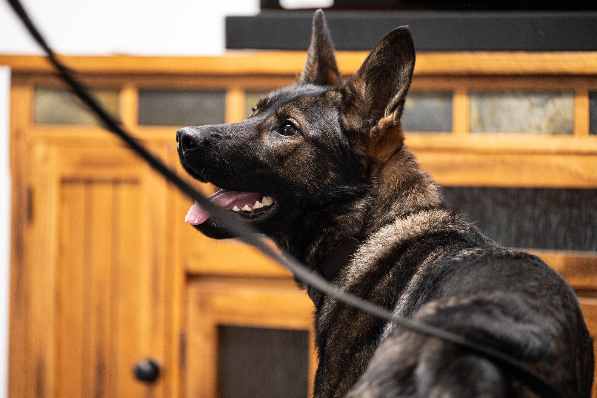 A dog looks up at her handler.