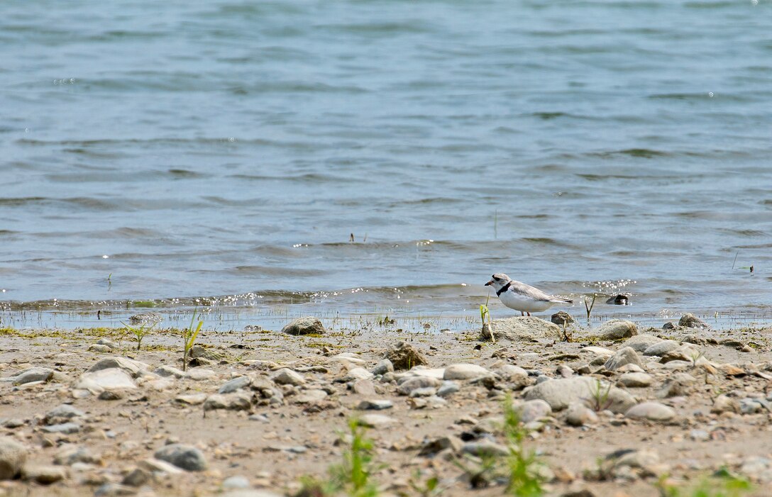 A photo of natural resources specialists searching for piping plover.