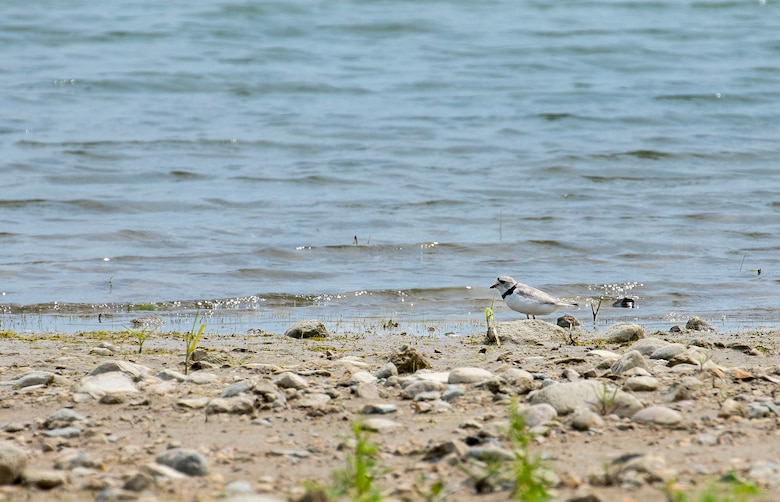 A photo of natural resources specialists searching for piping plover.