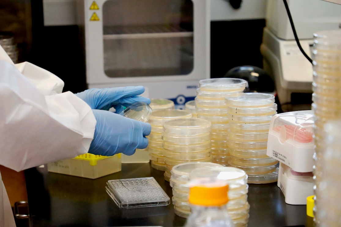 SILVER SPRING, Md. (Aug. 25, 2025) A researcher with Naval Medical Research Command (NMRC) examines a petri dish in the Agile Vaccines and Therapeutics (AVAT) laboratory. NMRC researchers are testing antimicrobial therapies to examine their effectiveness in treating various wound infections. NMRC, headquarters of Navy Medicine Research & Development, is engaged in a broad spectrum of activity from basic science in the laboratory to field studies in austere and remote areas of the world to investigations in operational environments. In support of Navy, Marine Corps and joint U.S. warfighter health, readiness and lethality, researchers study infectious diseases, biological warfare detection and defense, combat casualty care, environmental health concerns, aerospace and undersea medicine, operational mission support and epidemiology. (U.S. Navy photo by Aleece Williams/Released)