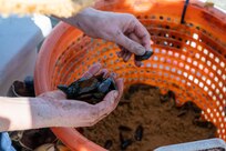 Jennifer McDonnell, the installation management flight chief with the U.S. Air Force’s 11th Civil Engineer Squadron, places mussels into a bucket to release into the Potomac River at Joint Base Anacostia-Bolling, Washington, D.C., Aug. 22, 2025. The 11th CES partnered with the National Fish and Wildlife Foundation and the Anacostia Watershed Society to release the mussels, which help clean the water by filtering excess nutrient pollutants. Located at the confluence of the Potomac and Anacostia Rivers, which empty into the Chesapeake Bay watershed, JBAB provides an ideal location for the release initiative. (U.S. Air Force photo by Hayden Hallman)