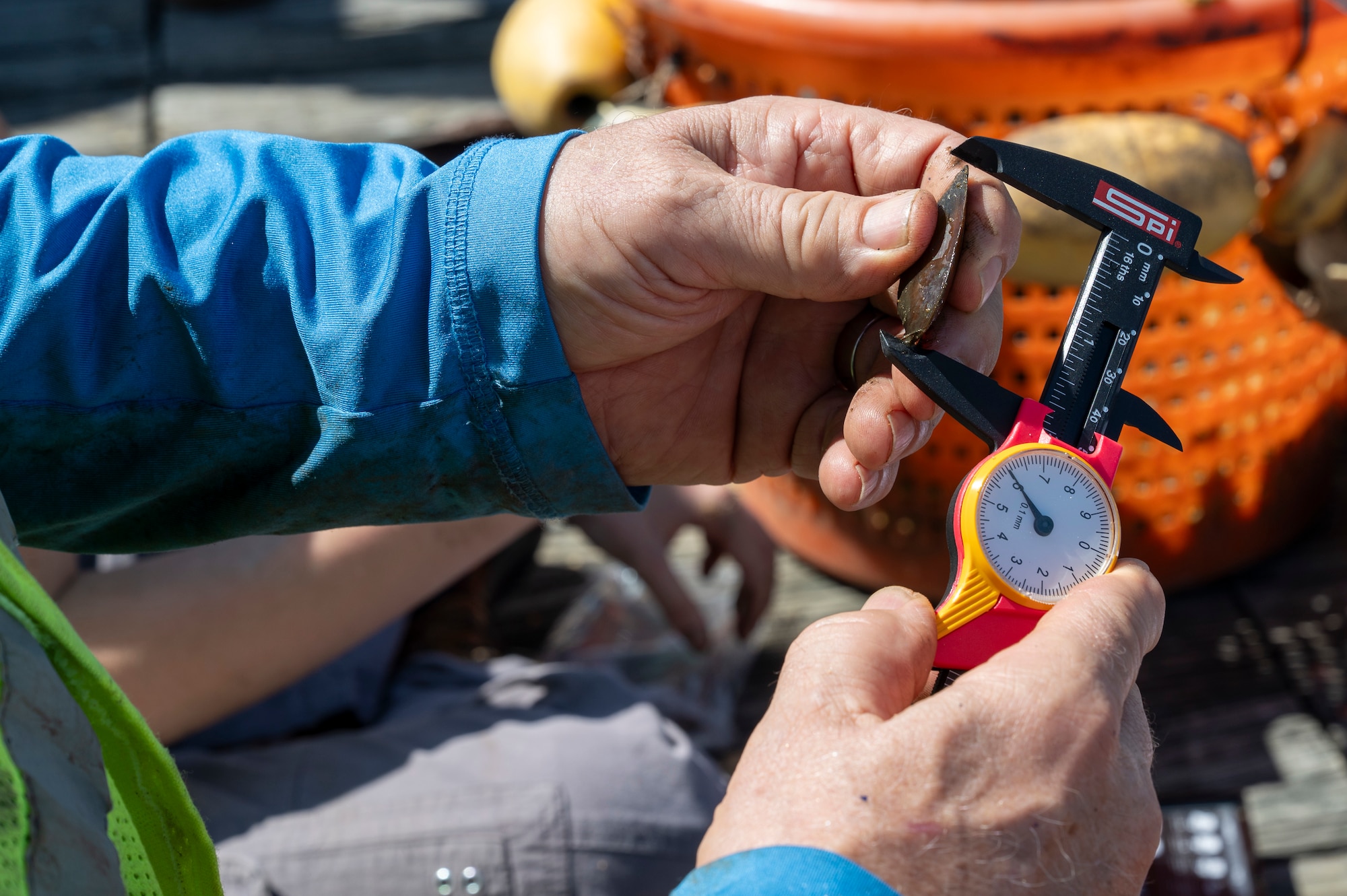 Michael Hooks, an environmental engineer with the U.S. Air Force’s 11th Civil Engineer Squadron, measures the size of a young mussel with a dial caliper at Joint Base Anacostia-Bolling, Washington, D.C., Aug. 22, 2025. The size and weight are used to determine the maturity of the mussels. The 11th CES released more than 1,000 young mussels to help clean the water off of JBAB and the Chesapeake Bay watershed. The 11th CES partnered with the National Fish and Wildlife Foundation and the Anacostia Watershed Society to release the mussels, which help clean the water by filtering excess nutrient pollutants. Located at the confluence of the Potomac and Anacostia Rivers, which empty into the Chesapeake Bay watershed, JBAB provides an ideal location for the release initiative. (U.S. Air Force photo by Hayden Hallman)