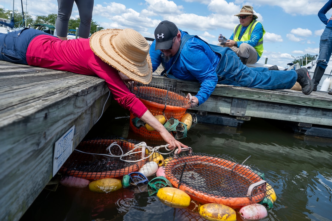 Jennifer McDonnell, left, installation management flight chief with the U.S. Air Force’s 11th Civil Engineer Squadron, and Ryan Soens, right, chief of environmental management with the 11th CES, place buckets of young mussels into the Potomac River at Joint Base Anacostia-Bolling, Washington, D.C., Aug. 22, 2025. The 11th CES partnered with the National Fish and Wildlife Foundation and the Anacostia Watershed Society to release the mussels, which help clean the water by filtering excess nutrient pollutants. Located at the confluence of the Potomac and Anacostia Rivers, which empty into the Chesapeake Bay watershed, JBAB provides an ideal location for the release initiative. More than 1,000 young mussels were released during the project. (U.S. Air Force photo by Hayden Hallman)