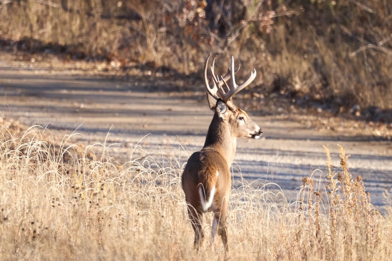 A deer near a trail observing its surroundings.