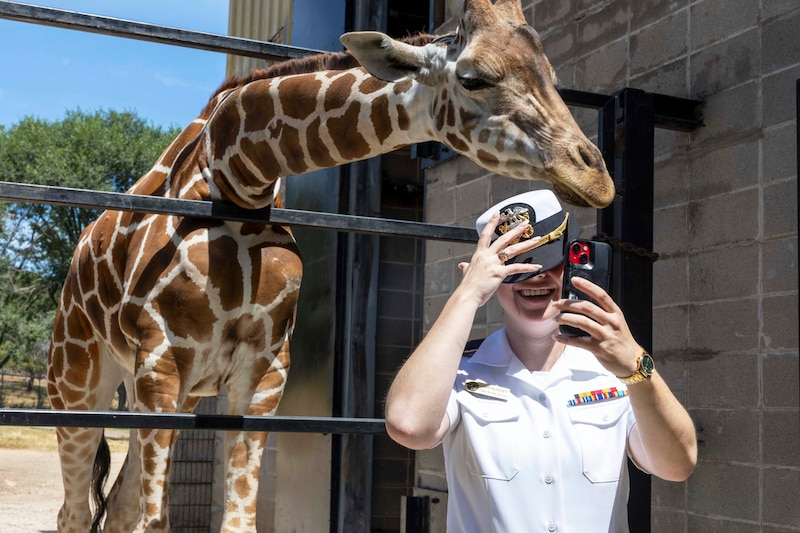 A sailor takes a selfie with a giraffe at a zoo.