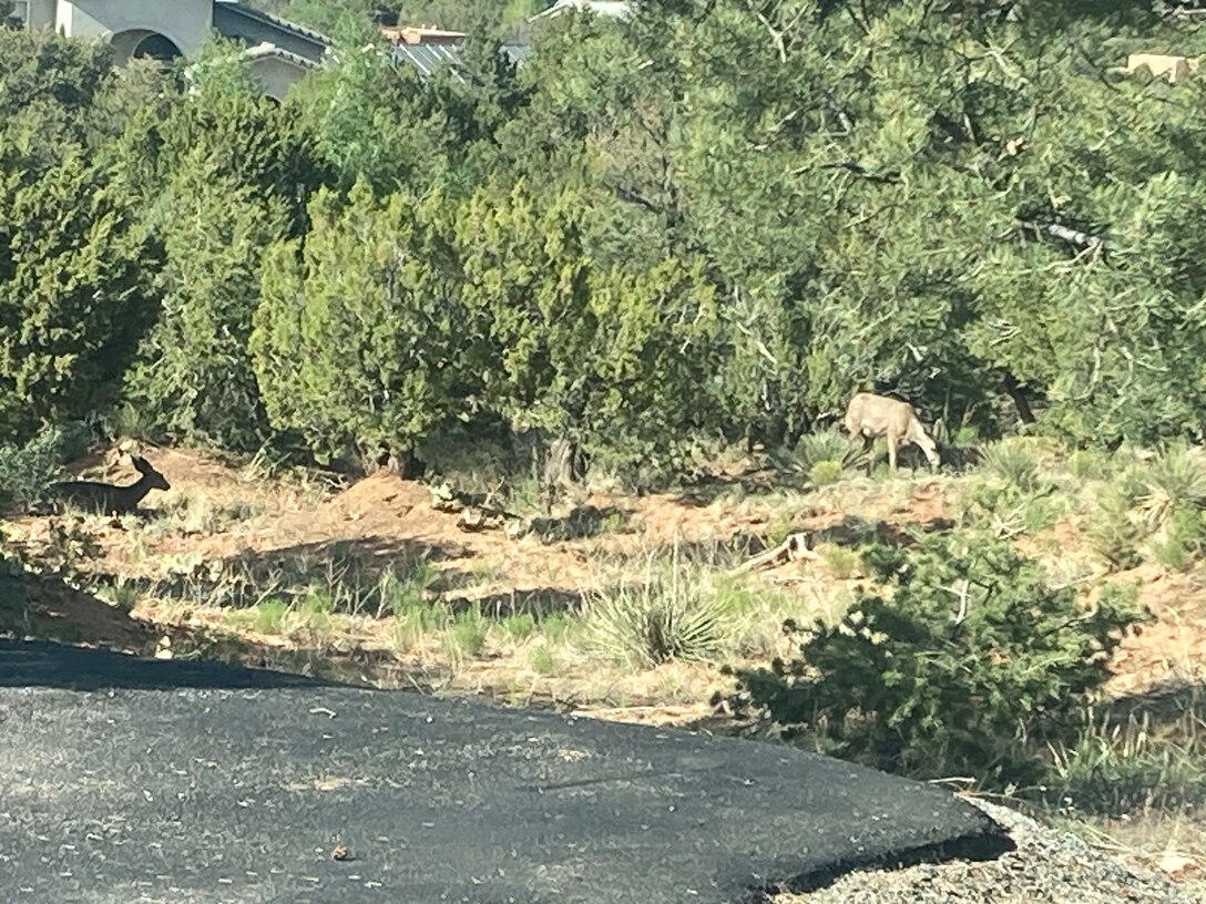 Two does are seen in this photo taken May 25, 2025, at Paa-Ko Kiva Loop in Sandia Peak, N.M. Photo by Douglas Bailey.