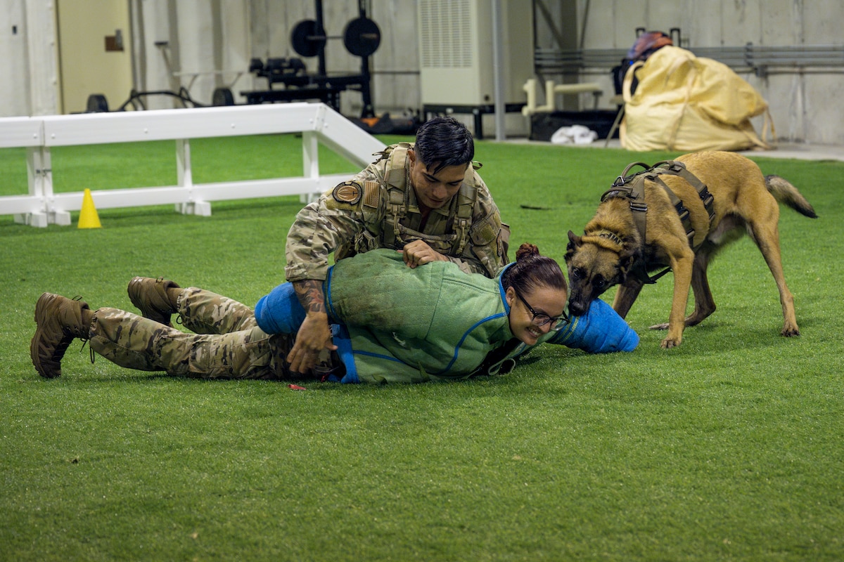 Military working dog trainers assigned to the 35th Security Forces Squadron perform a demonstration during an immersion tour at Misawa Air Base, Japan, Sept. 2, 2025.