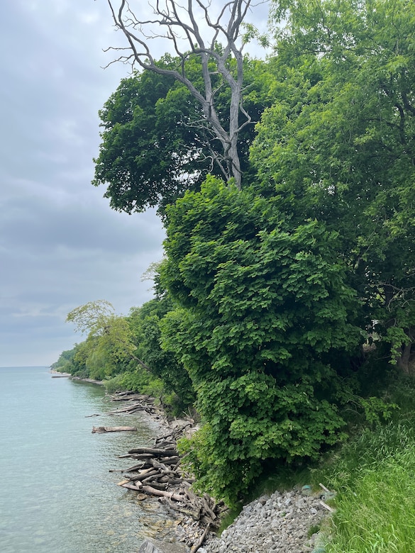 Old Fort Niagara tree survey
