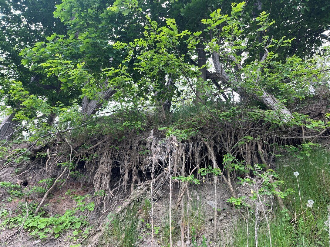 Old Fort Niagara tree survey
