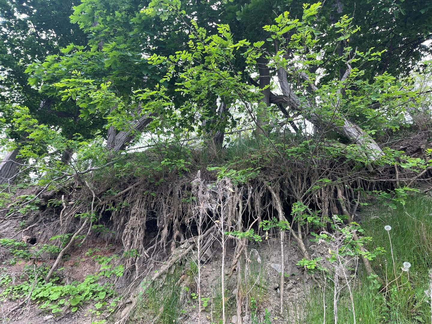 Old Fort Niagara tree survey