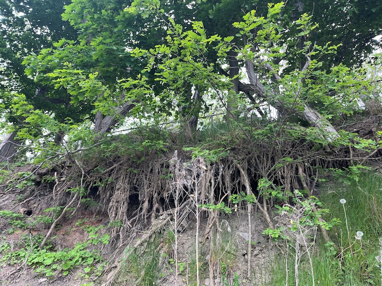 Old Fort Niagara tree survey