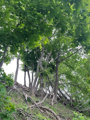 Old Fort Niagara tree survey