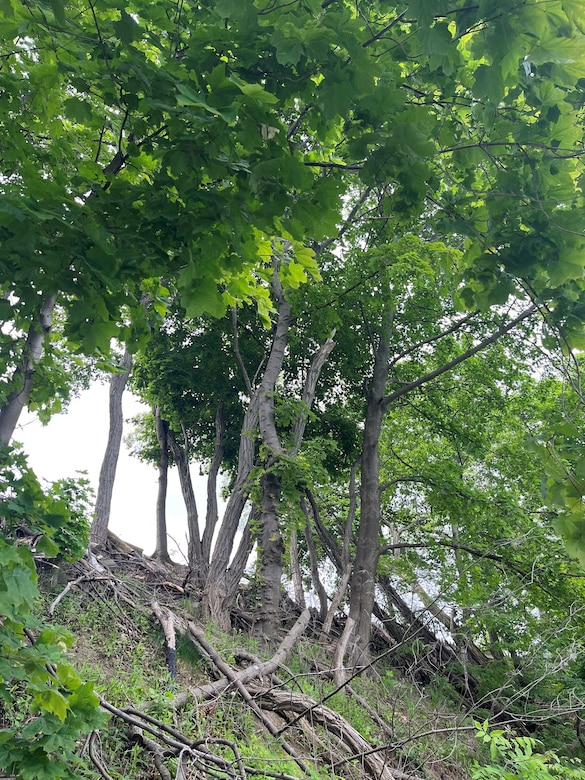 Old Fort Niagara tree survey