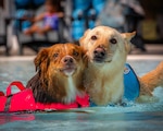 From wellness exams and vaccines to sick-call diagnostics and international health certificates, the VTF delivers evidence-based care tailored to your pet’s needs. The team also performs anesthetic procedures, provides prescription refills, and offers microchipping for long-term safety.