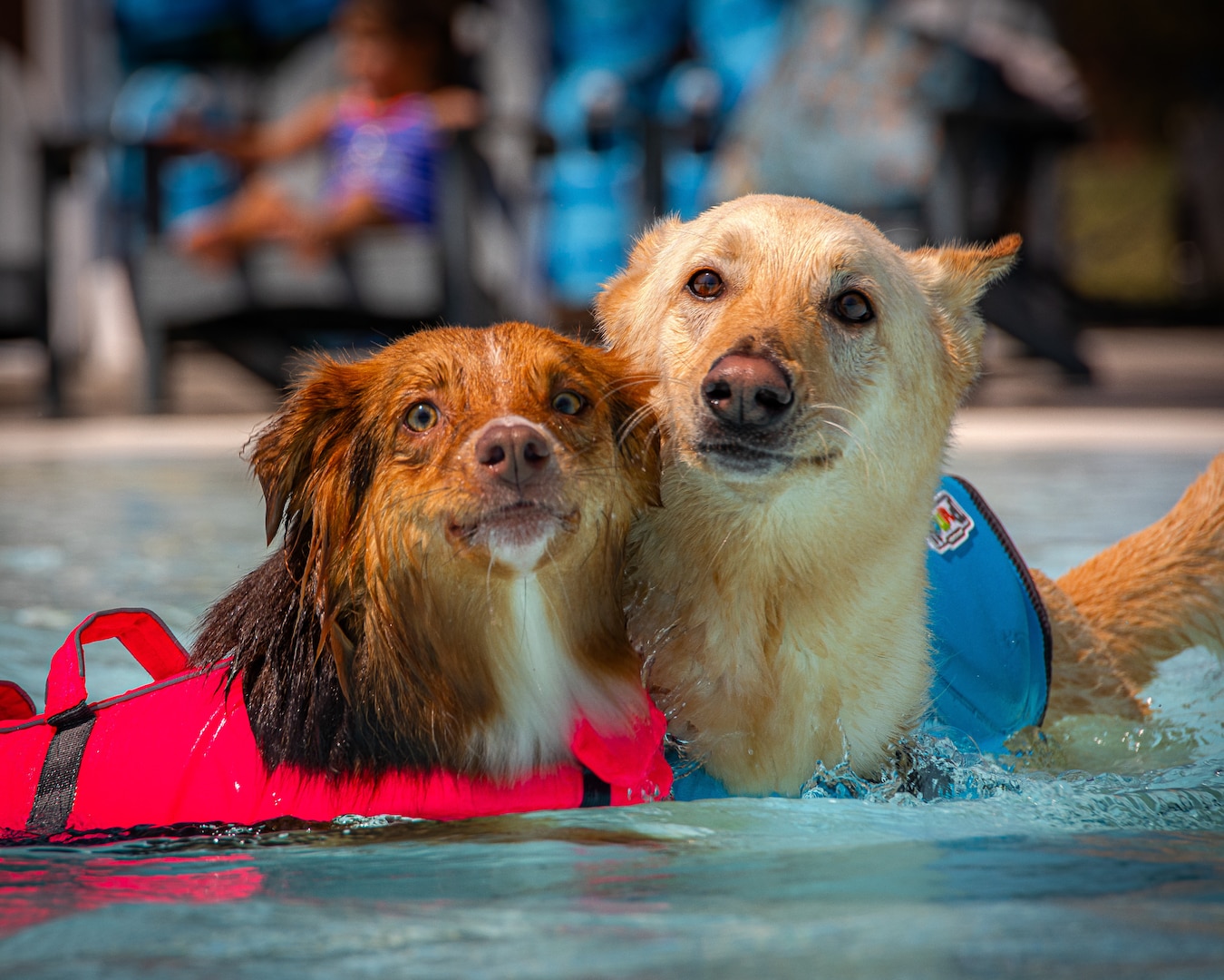 From wellness exams and vaccines to sick-call diagnostics and international health certificates, the VTF delivers evidence-based care tailored to your pet’s needs. The team also performs anesthetic procedures, provides prescription refills, and offers microchipping for long-term safety.