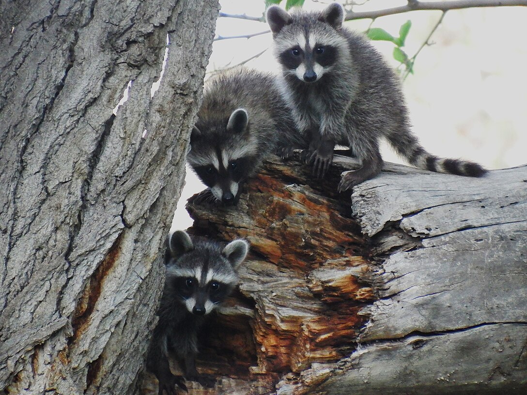 Three baby raccoons play on a dead snag at Tingley Bosque Ponds, in Albuquerque, N.M., July 17, 2025. Photo by Hira Walker.