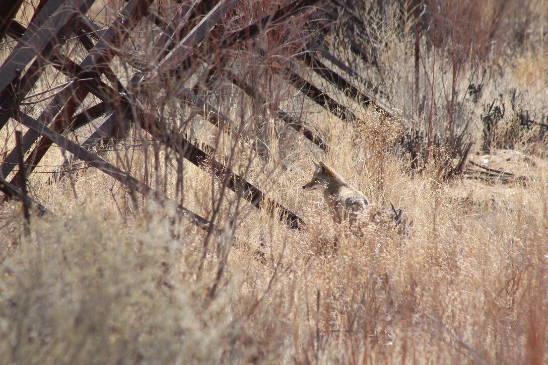 A coyote pauses for introspection by a section of jetty jacks in the Rio Grande Bosque, March 2025. Jetty jacks, a network of steel triangular structures installed along the Middle Rio Grande in the mid-20th century, were originally designed to trap sediment, stabilize banks, and control flooding. Over time, these structures altered natural river dynamics, limited floodplain connectivity, and became overgrown with dense vegetation, often dominated by invasive species. Today, jetty jacks remain a striking reminder of historic flood control practices, and many are being selectively removed as part of restoration efforts to restore habitat diversity and natural hydrologic processes in the Bosque. Photo by Rodrigo Sedeno.