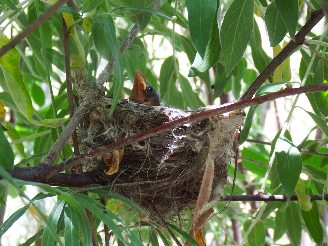 A brown-headed cowbird nestling in an Endangered Southwestern Willow Flycatcher Nest, along the Rio Grande in Corrales, N.M., July 7, 2025.  Cowbirds lay their eggs in other birds’ nests and the “host” birds raise them, often resulting in their own young perishing.