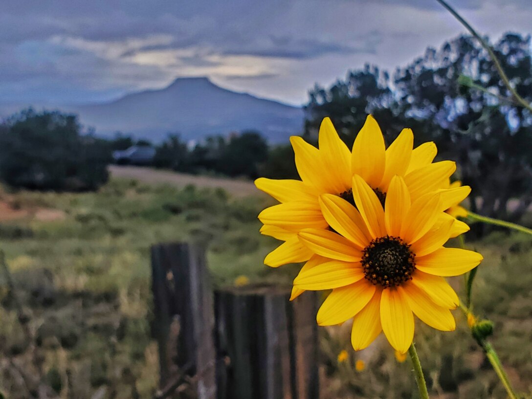Sunflowers shine in front of Cerro Pedernal as viewed from the Riana Campground at Abiquiu Lake, Aug. 22, 2024.