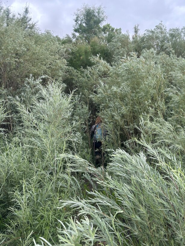 USACE-Albuquerque District biologists conduct bird surveys, May 2024, in an attempt to solicit a response from the Western willow flycatcher, an endangered species known to occur in the Albuquerque Bosque.