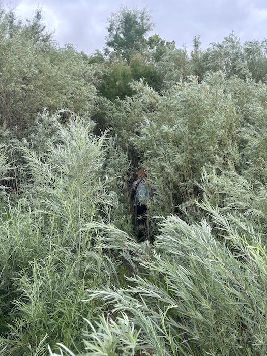 USACE-Albuquerque District biologists conduct bird surveys, May 2024, in an attempt to solicit a response from the Western willow flycatcher, an endangered species known to occur in the Albuquerque Bosque. These series of dawn to early morning biological surveys occur during bird migratory season (usually in May and June). They occur on past and current USACE projects. These species are known as indicators of restoration, and habitat suitability for various types of bosque community mosaics. Presence and nesting are key in such studies and could contribute to signs of restoration success. These surveys also inform a larger interagency and international survey network, coordinating with BOR, USFWS, USFS, NMDGF, NMSP, Pueblos, Indigenous Nations, as well as academic and NGO research teams in southwestern Mexico and other parts of central America. Photo by Rodrigo Sedeno.