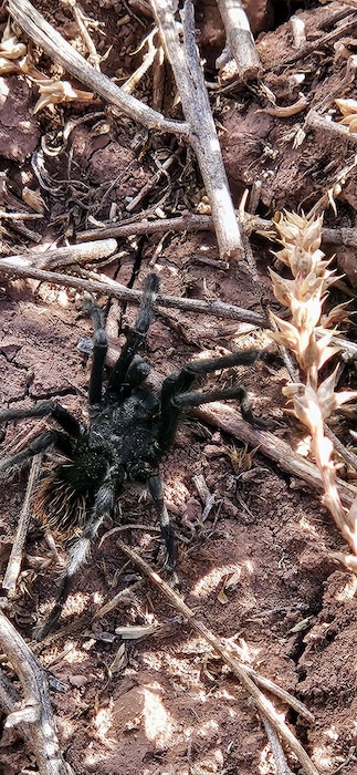 A three-inch tarantula at Fort Wingate, N.M., Oct. 10, 2024. Photo by Keith Winemiller.