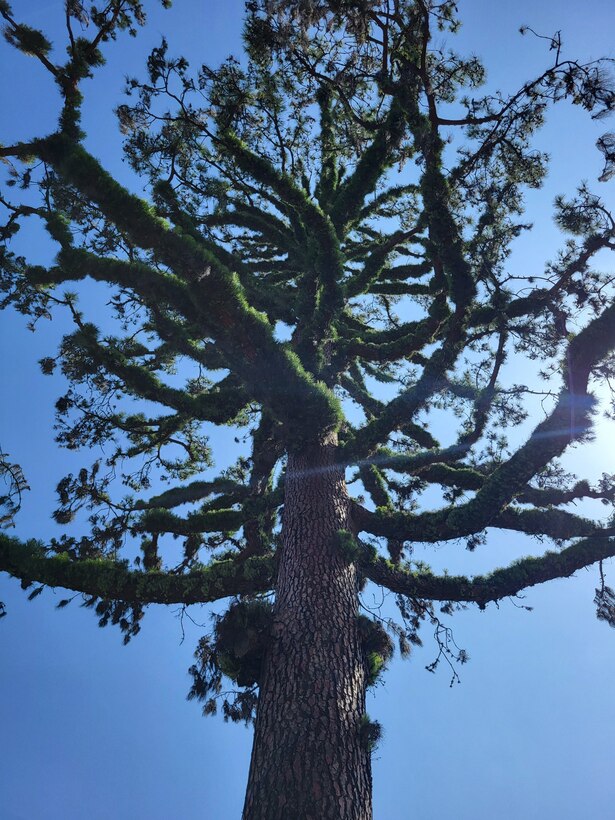 This tree is utilizing a “last ditch” effort to survive the wildfires that struck Altadena, Calif., in January 2025. The tree has generated abnormal growth in the form of mossy leaves and needles in areas that normally do not produce such foliage. This is done in an attempt to draw in as much energy from the sun and any precipitation to sustain life, in an attempt to survive. The photo was taken June 24, 2025.