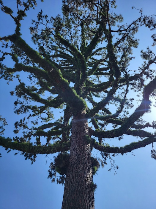 This tree is utilizing a “last ditch” effort to survive the wildfires that struck Altadena, Calif., in January 2025. The tree has generated abnormal growth in the form of mossy leaves and needles in areas that normally do not produce such foliage. This is done in an attempt to draw in as much energy from the sun and any precipitation to sustain life, in an attempt to survive. The photo was taken June 24, 2025, by Christopher Zayas.