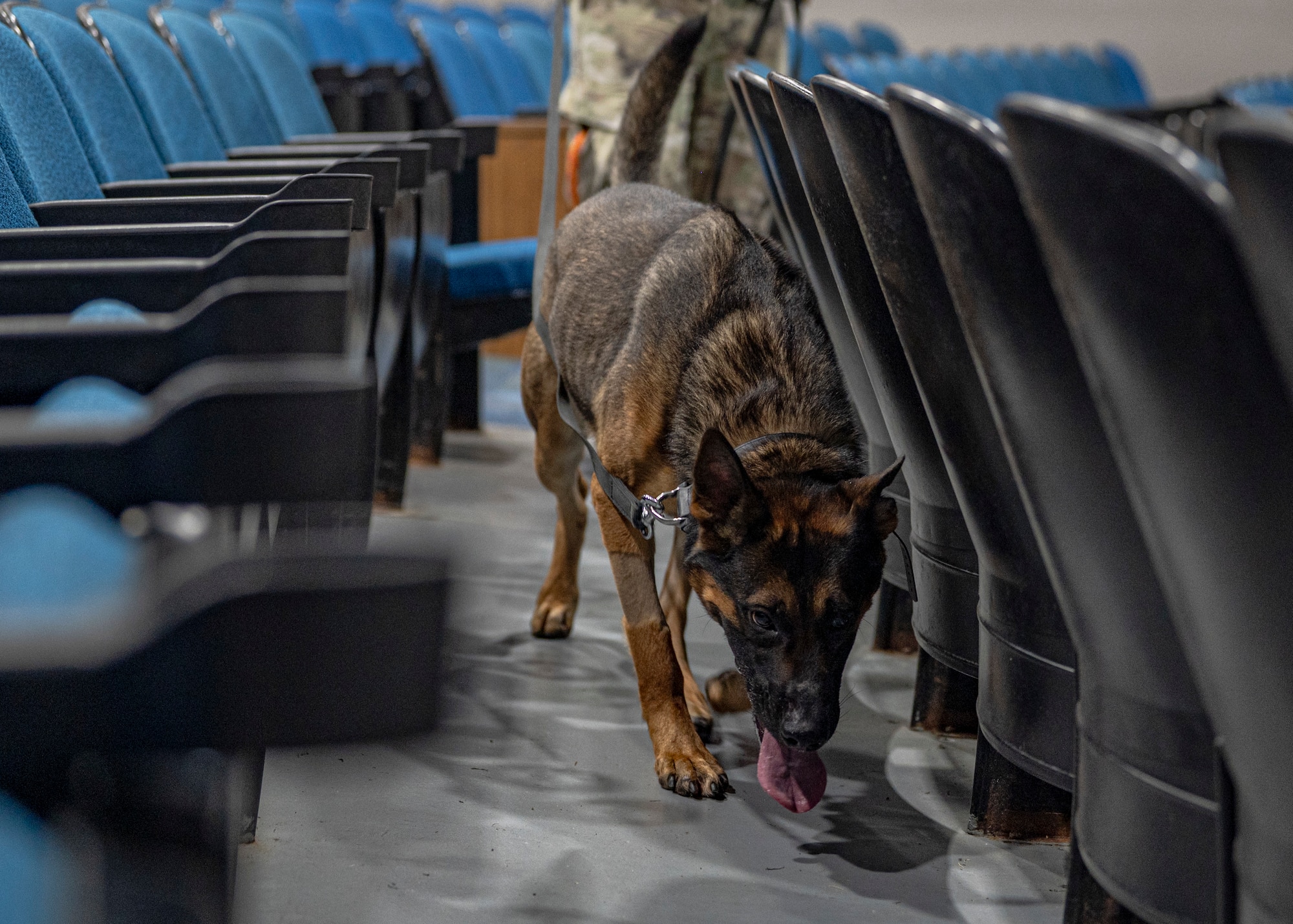Mali, U.S. Air Force Military Working Dog assigned to the 822nd Base Defense Squadron, conducts a scent search during a validation training at Moody Air Force Base, Aug. 27, 2025. These sessions ensure the dogs remain skilled in detection, obedience and patrol tasks. (U.S. Air Force photo by Senior Airman Leonid Soubbotine)