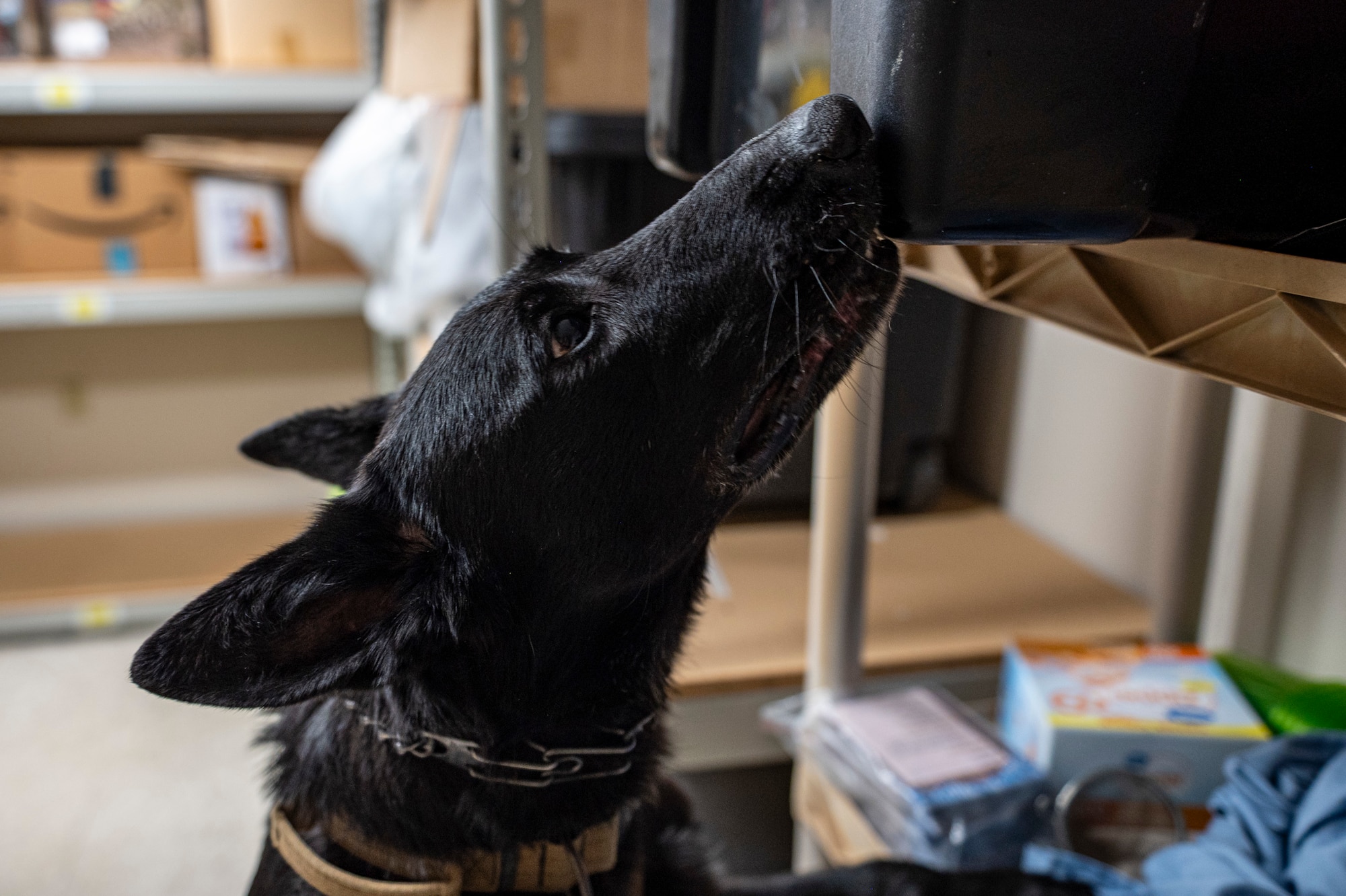 Bbicbic, U.S. Air Force Military Working Dog assigned to the 822nd Base Defense Squadron, sniffs a box at Moody Air Force Base, Aug. 27, 2025. The exercise tested the team’s ability to identify training aids in a controlled environment. (U.S. Air Force photo by Senior Airman Leonid Soubbotine)