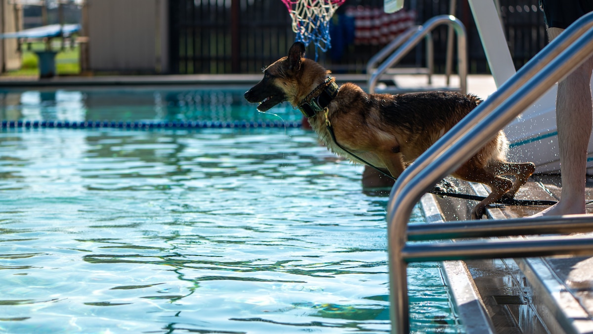 dog waits to jump in water