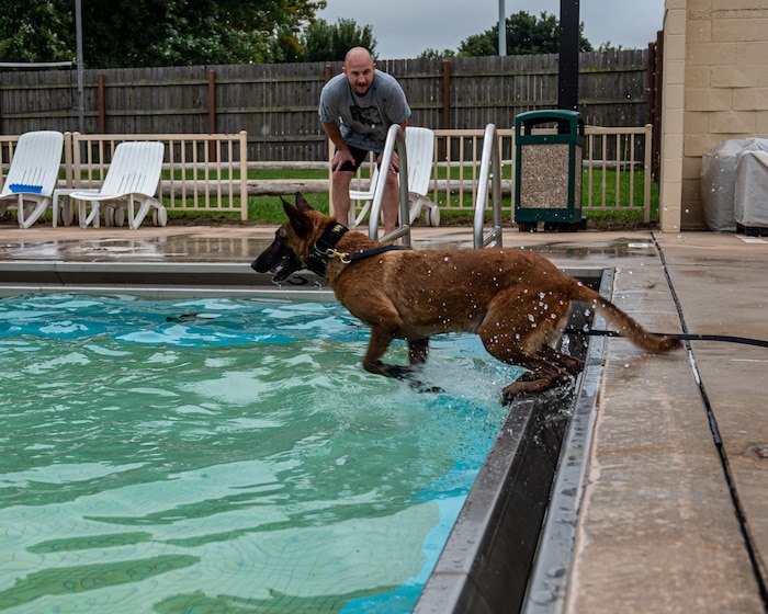 dog jumps into water
