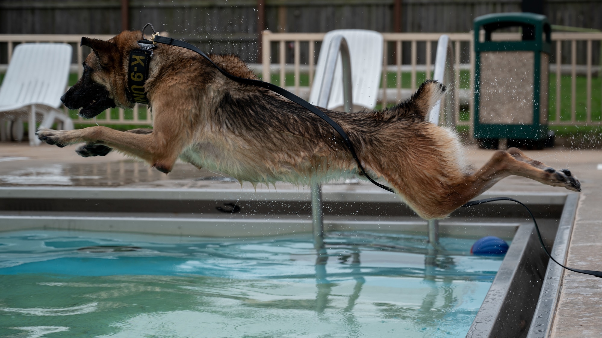 dog jumps into water