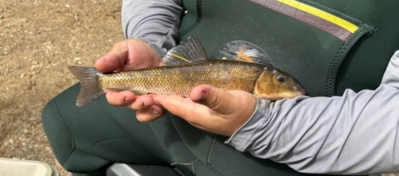 Man holds fish that has been tagged for monitoring.