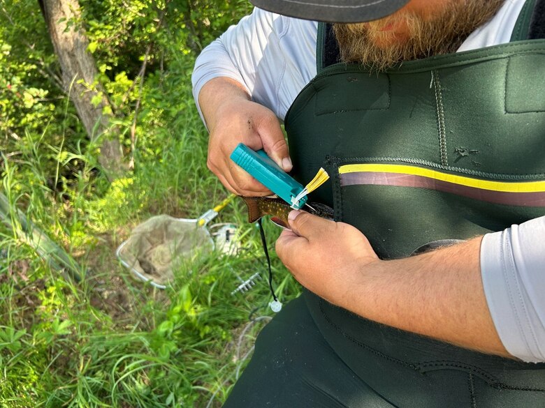 Man holds fish while apply tags to monitor movement and habits in the water.