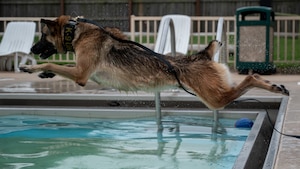 dog jumps into water