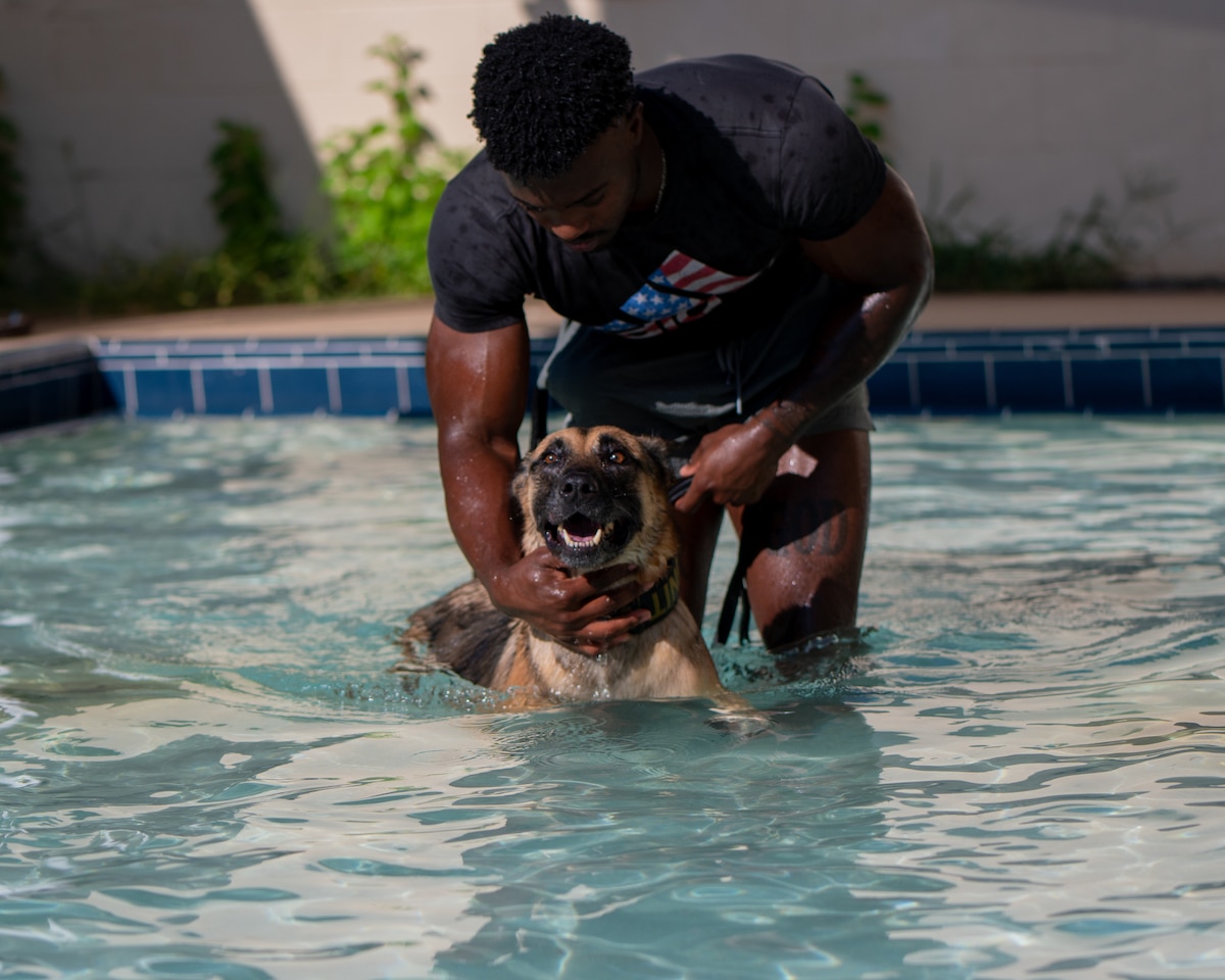 dog swims in water