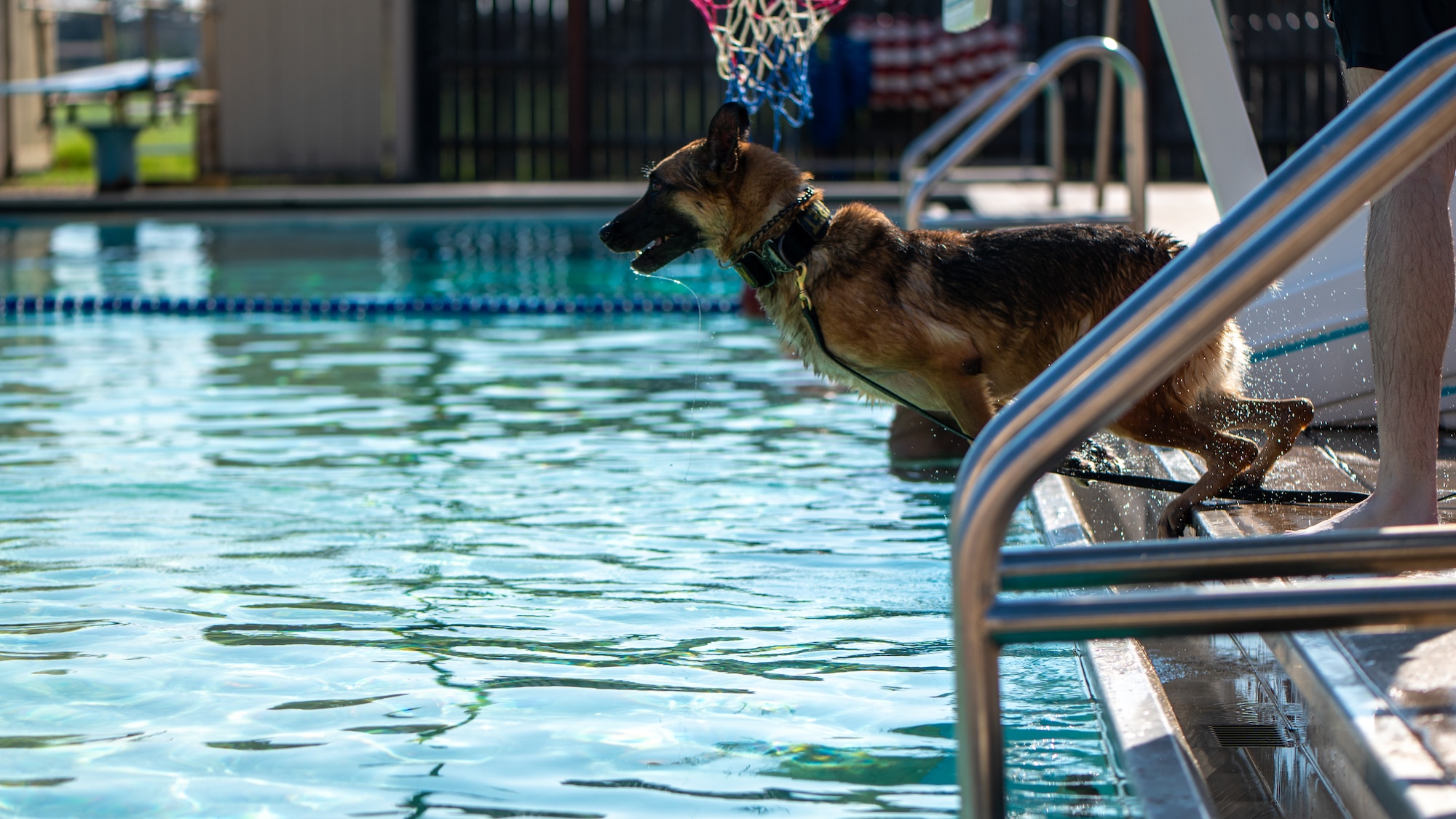 dog waits to jump in water