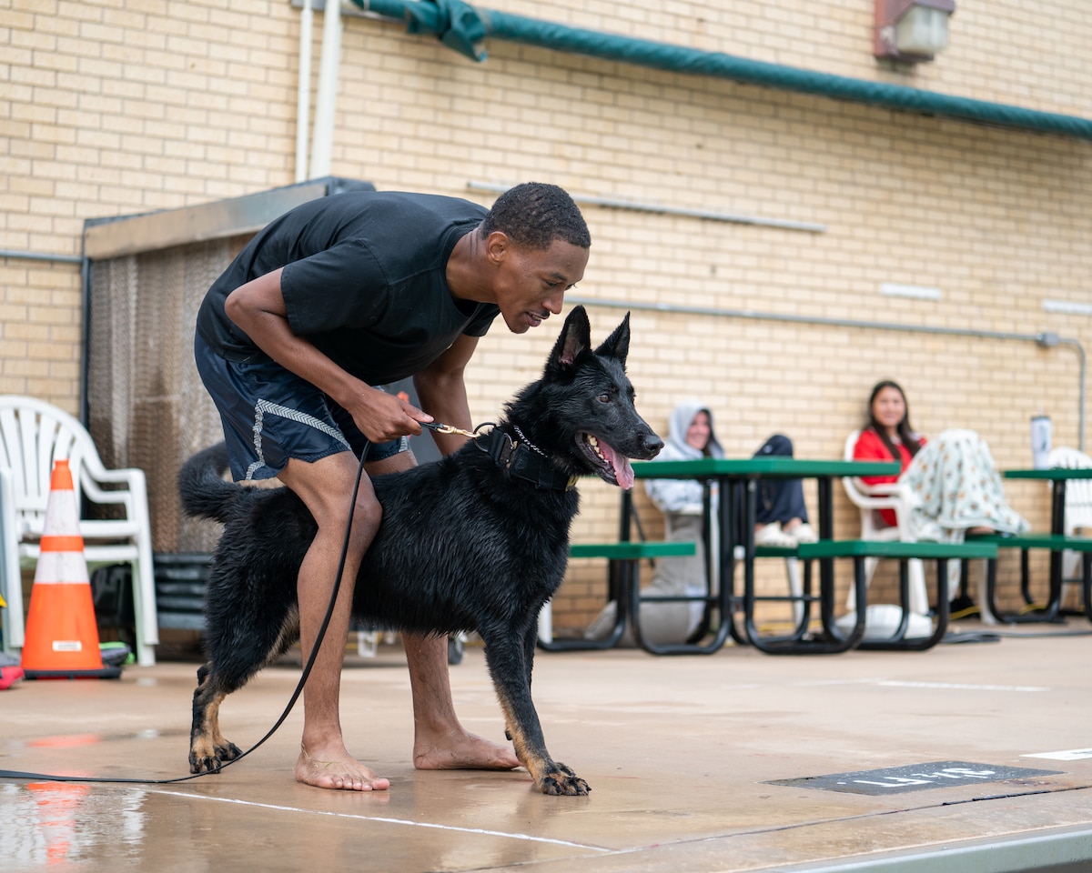 dog waits to jump in water