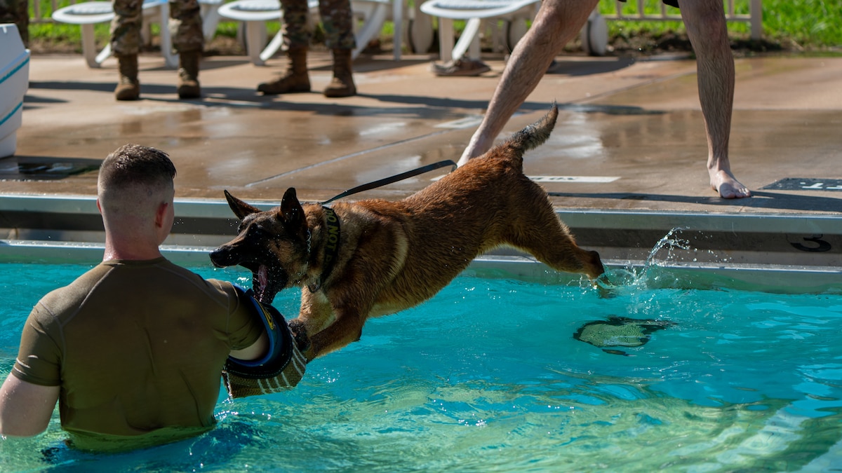 dog jumps in water