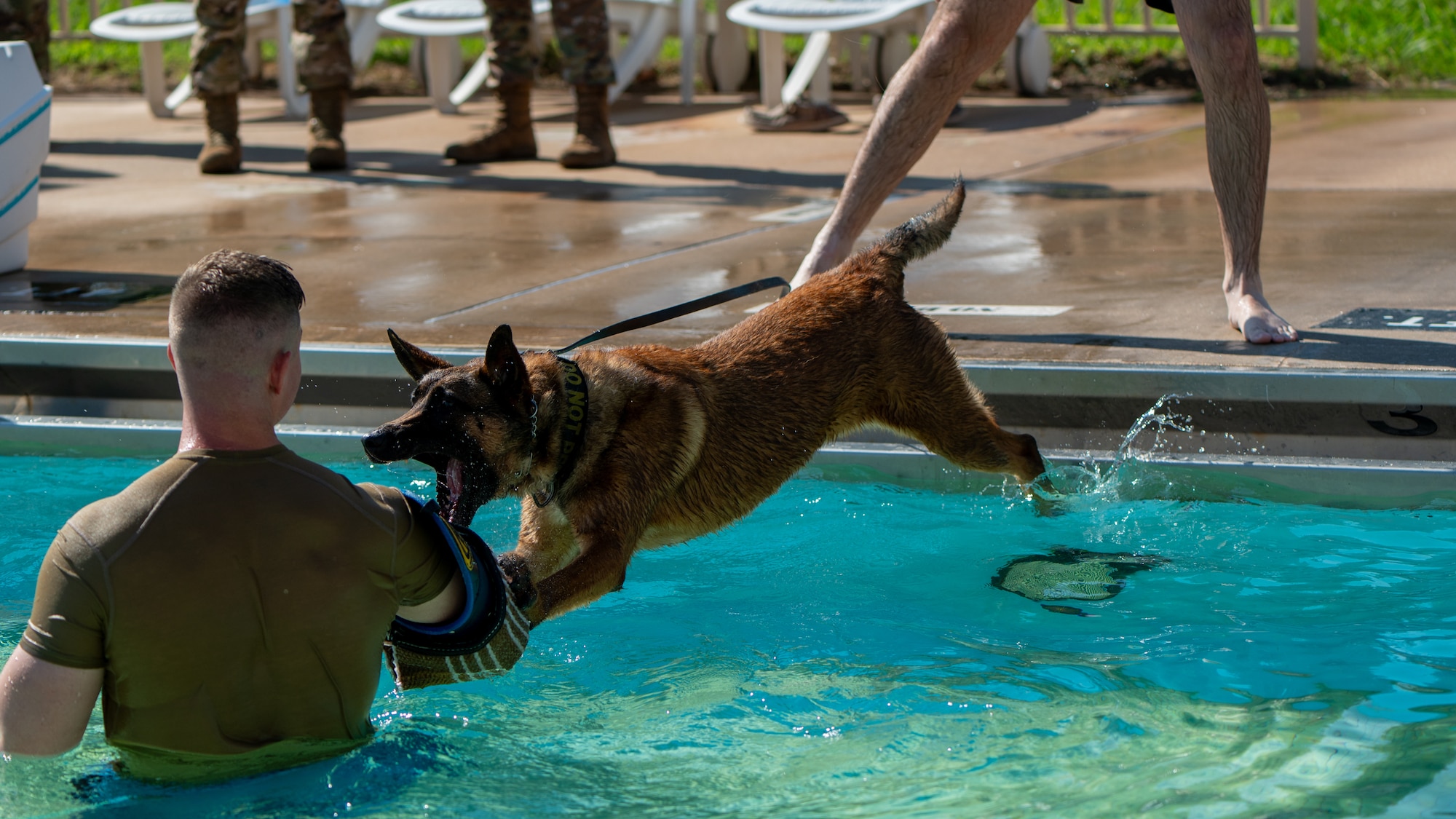 dog jumps in water