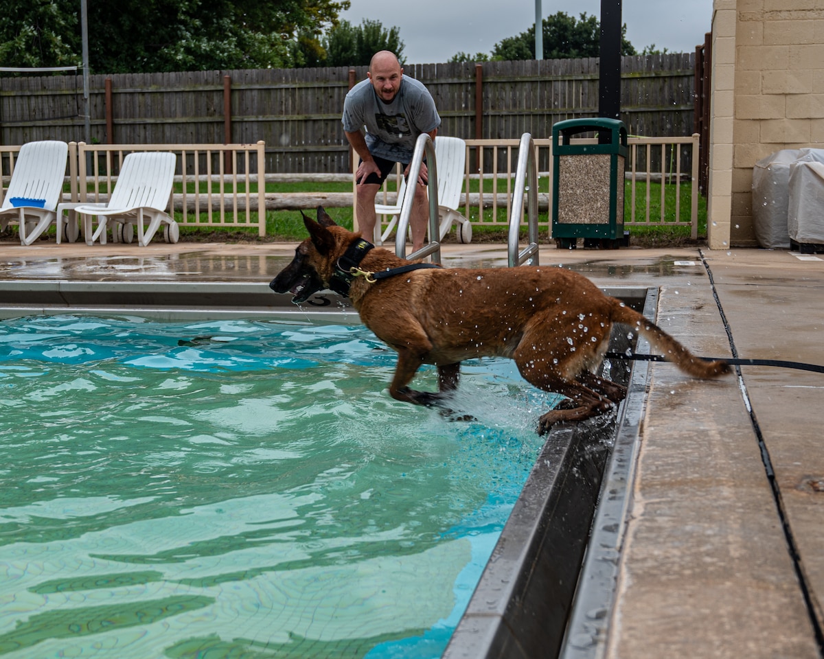 dog jumps into water