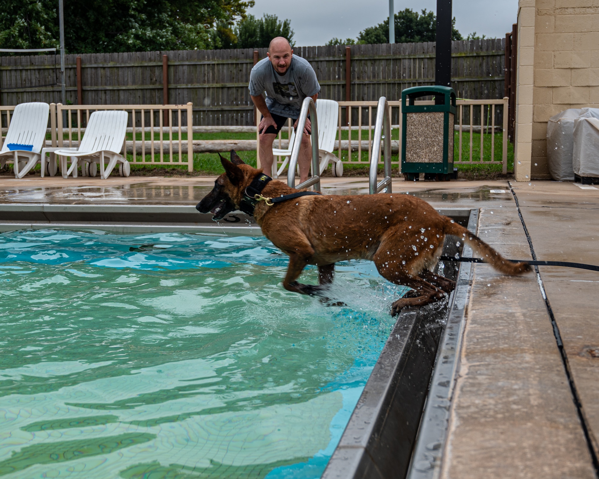 dog jumps into water