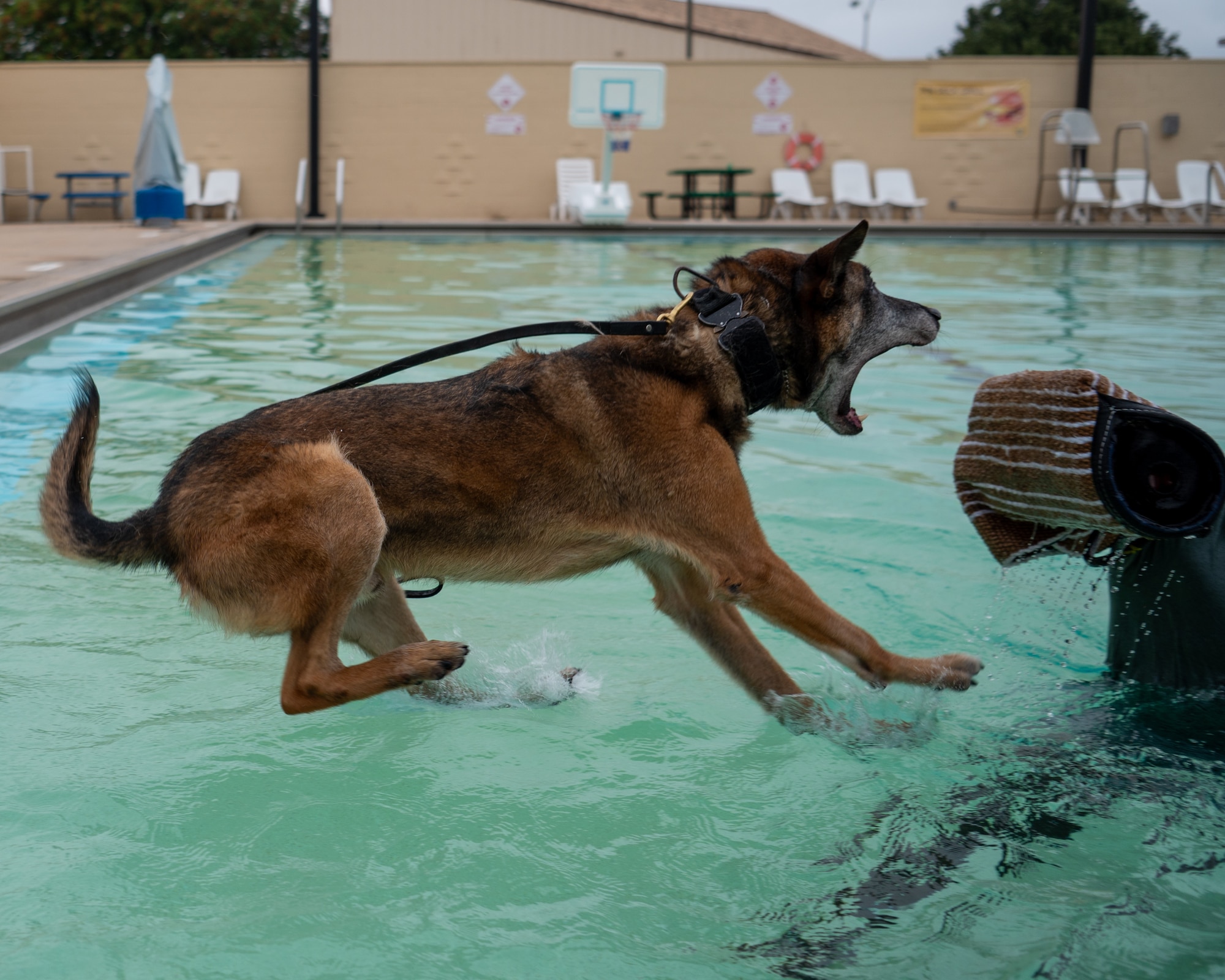 dog jumps in water