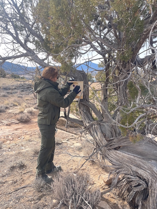 Abiquiu Lake Natural Resources Specialist Kara Rapp installs a Juniper Titmouse house on a Juniper tree at Abiquiu Lake, N.M., Feb. 1, 2025. Photo by Pamela Bowie.
